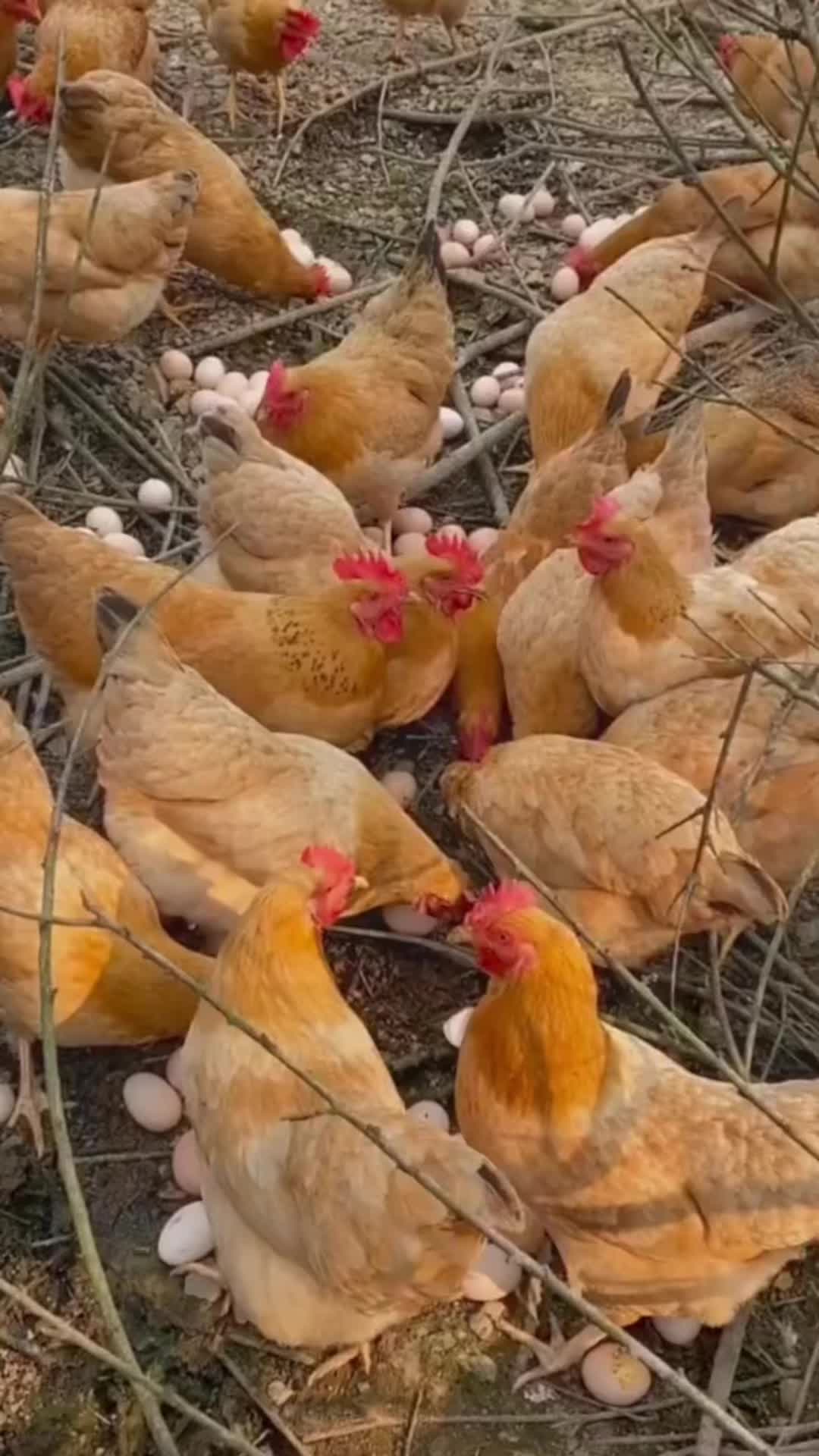 @rural.life97