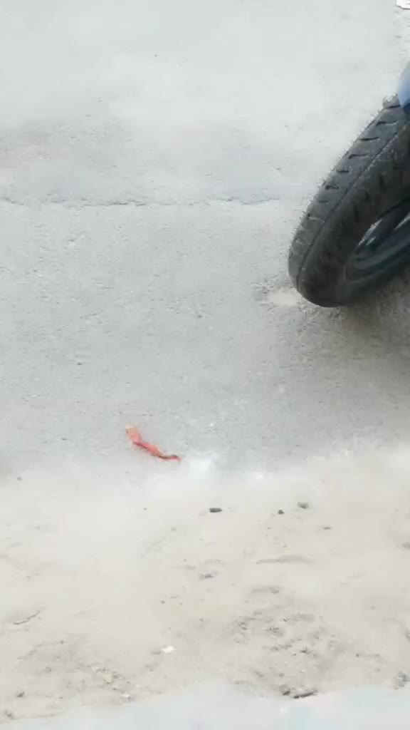 @220 lover 🏍