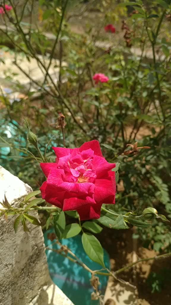 @நெல்லை தங்கராஜ்