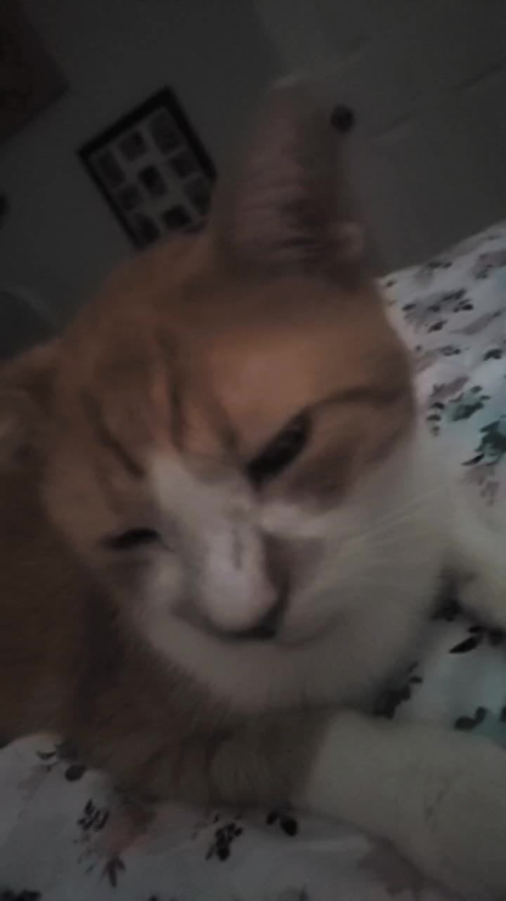 @Nekomaxychan