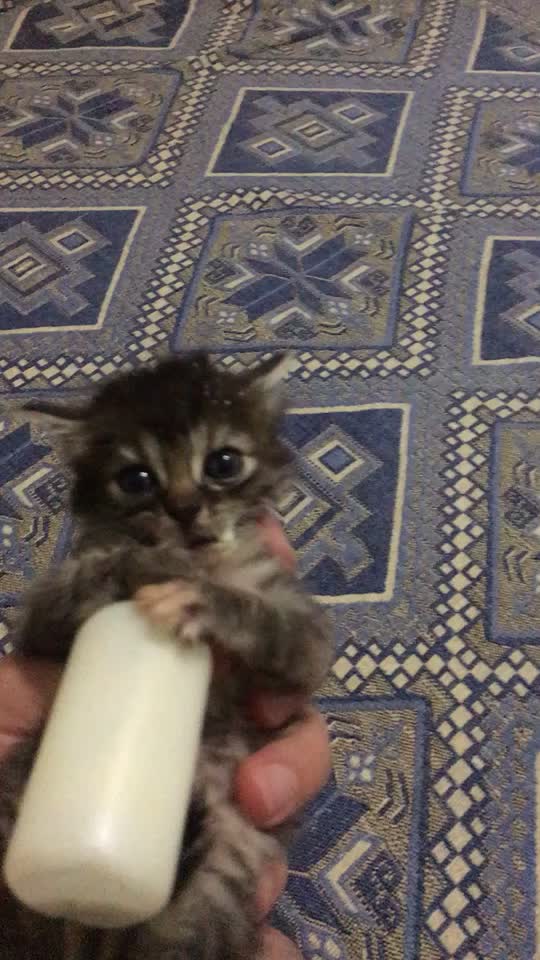 @ŞİRİN 🐈🐈