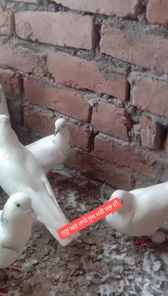 @kashyap Saab ji