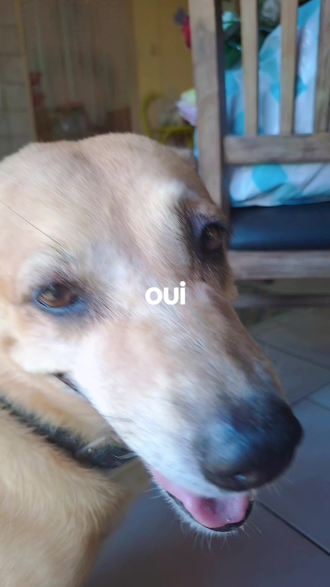 @anouchka