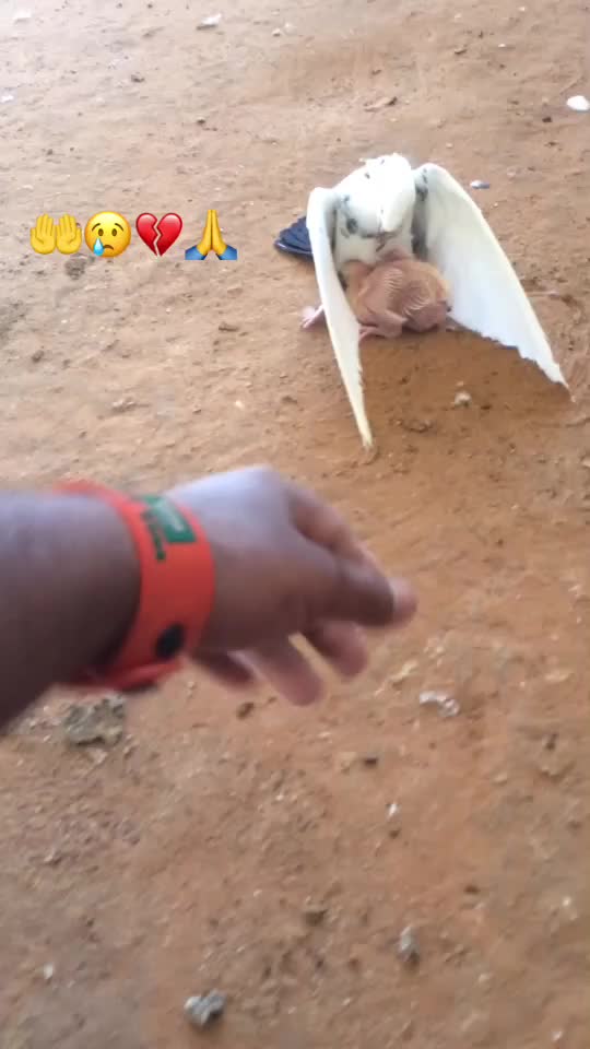 @Rk