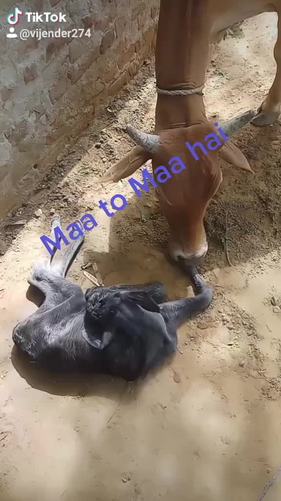 @Vijender Kumar