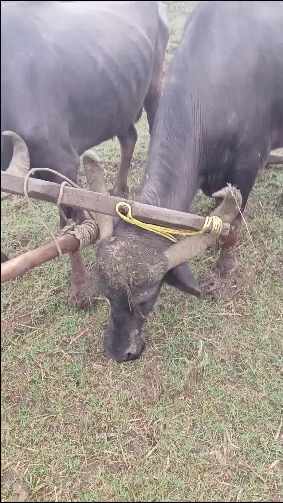 @मुंगेली क्रिकेट बॉय