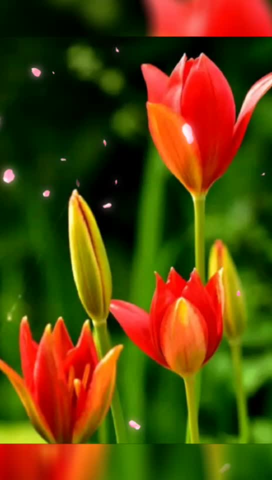 @Farhan62