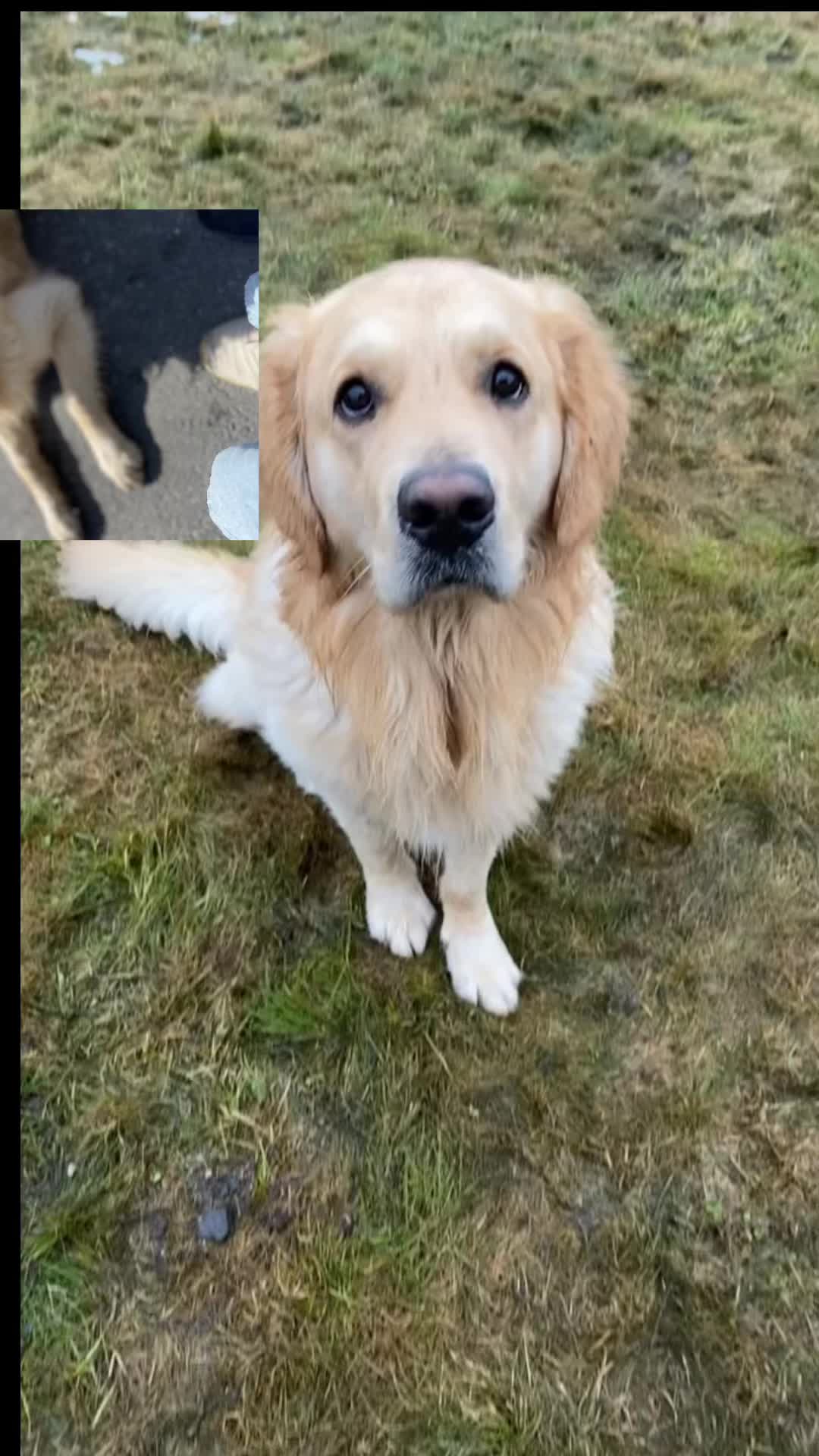 @Pepsi_thegoldenboy