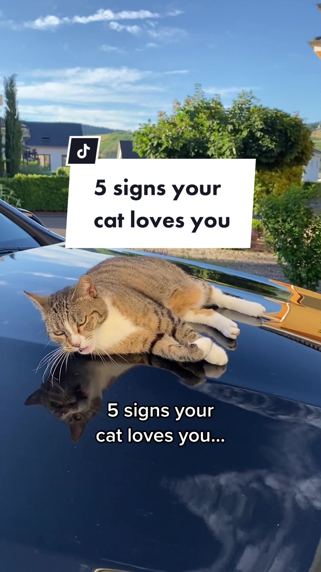 @Marielethecat