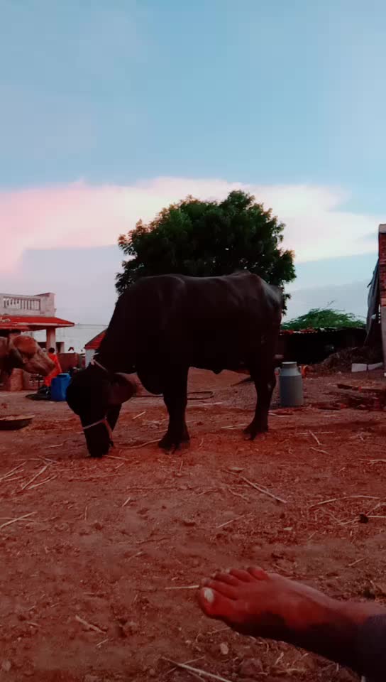 @કેશુભાઈ વાધેલા