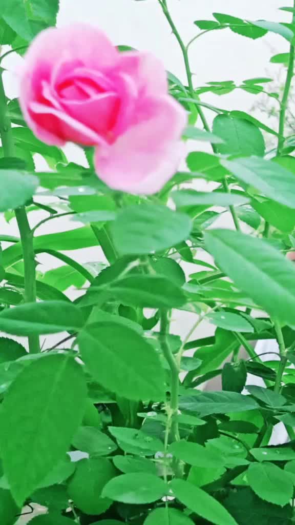 @Satish Deepak