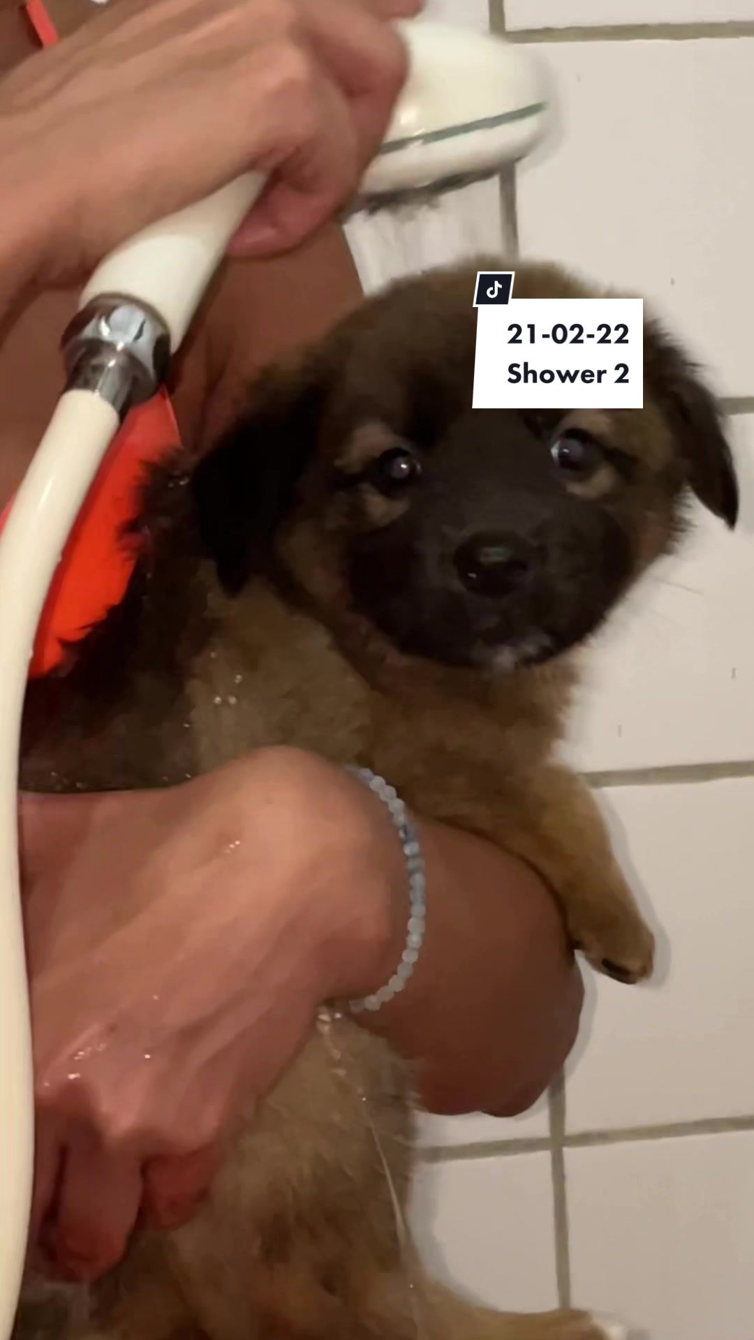 @Rescued stray dog and puppy’s