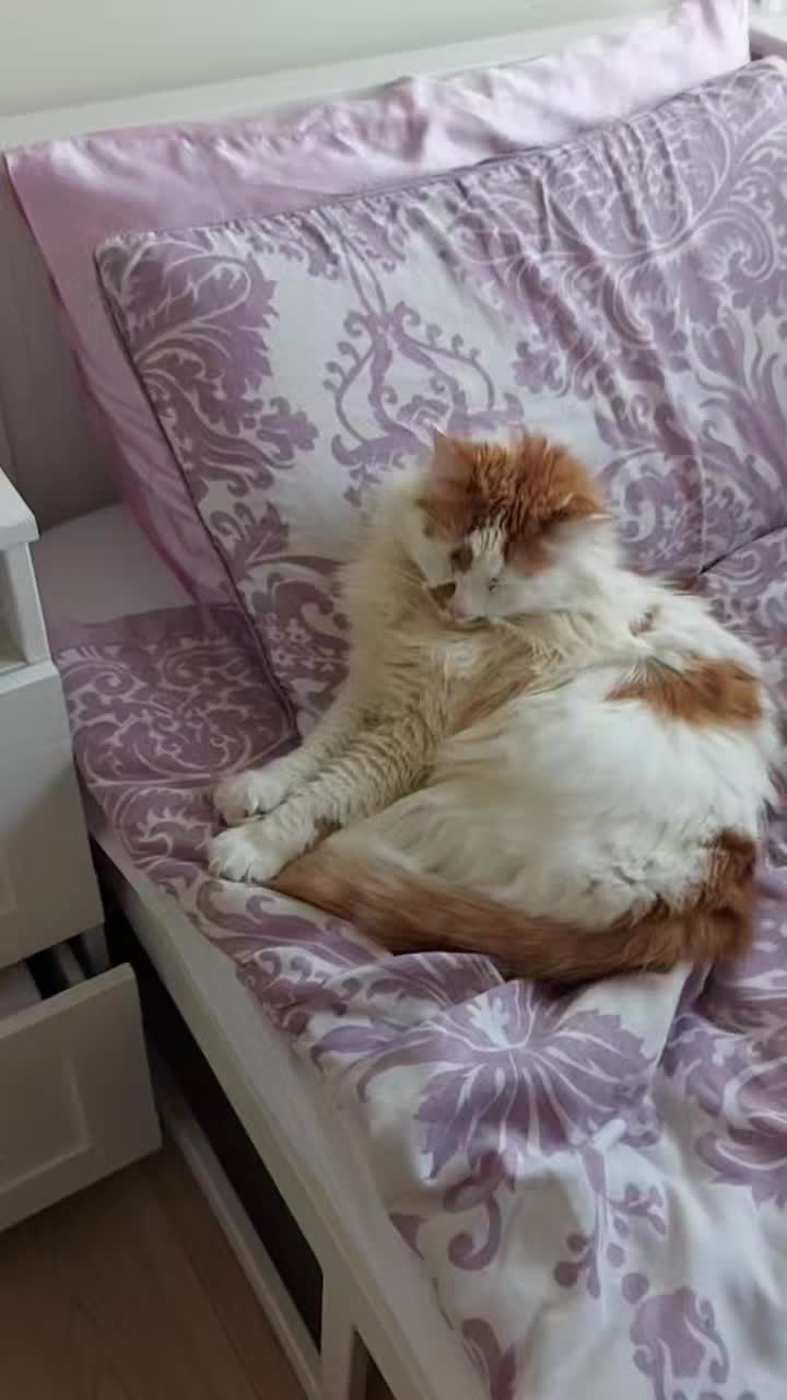 @Meowko