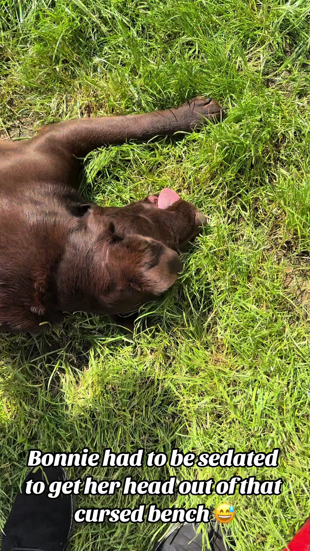 @Tomasthevet