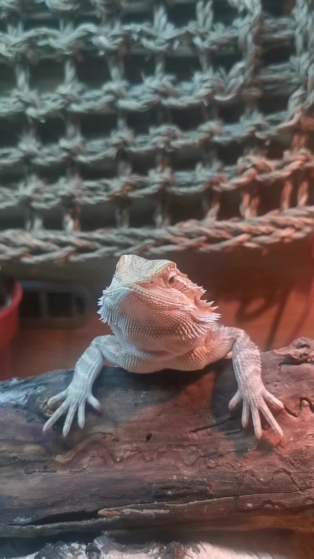 @#genxandherpets