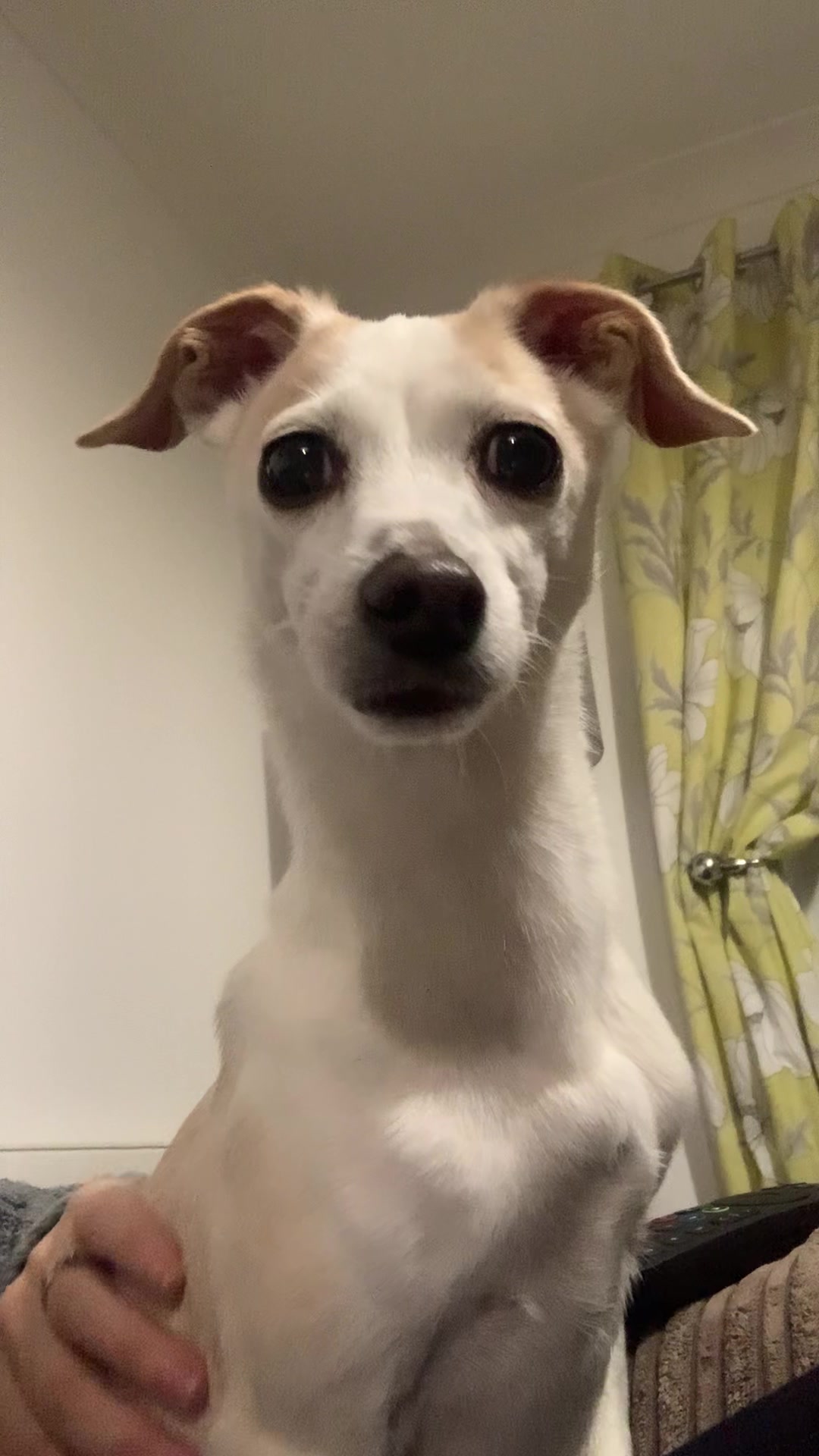 @Nala