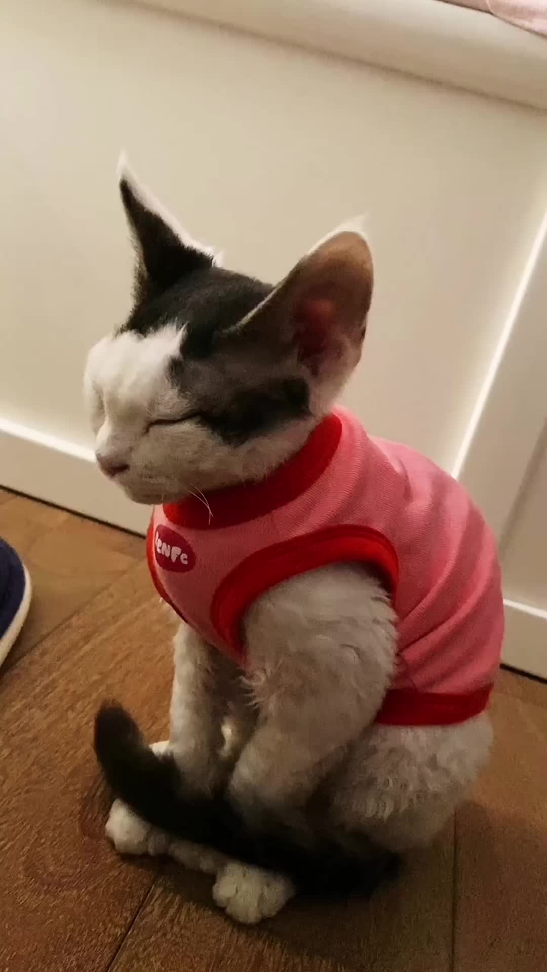 @Mr.Cat