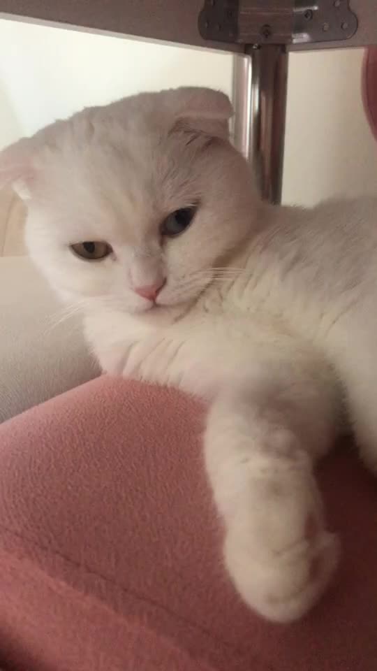 @poncik 🐱