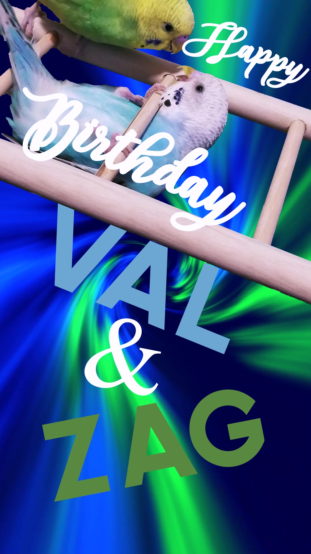 @My Budgie, My Budgie, And Me