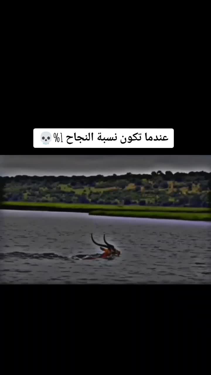@㋡ DZRizz