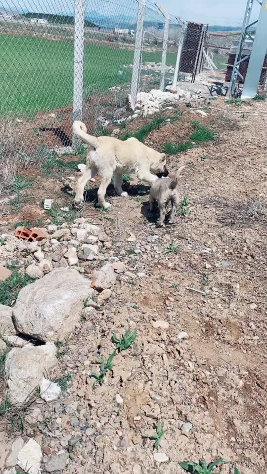 @İnan Özdoğan
