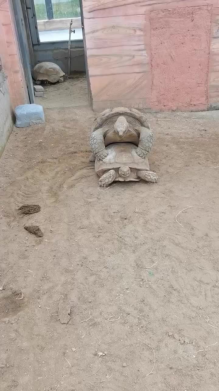 @dogtraining000