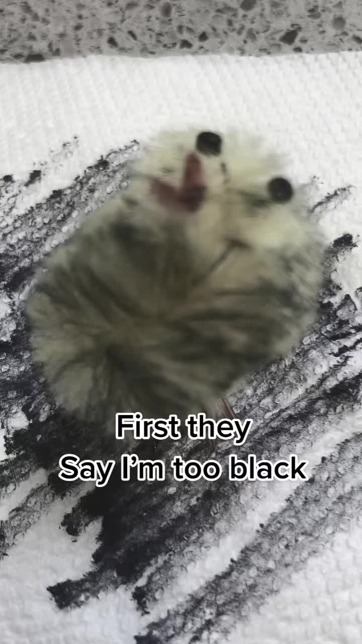 @kevin_the_chick_