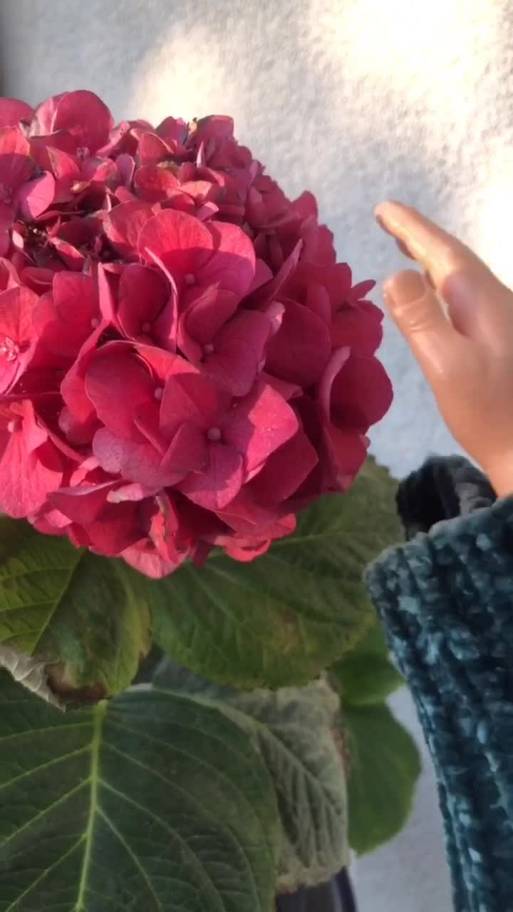 @tiny hands