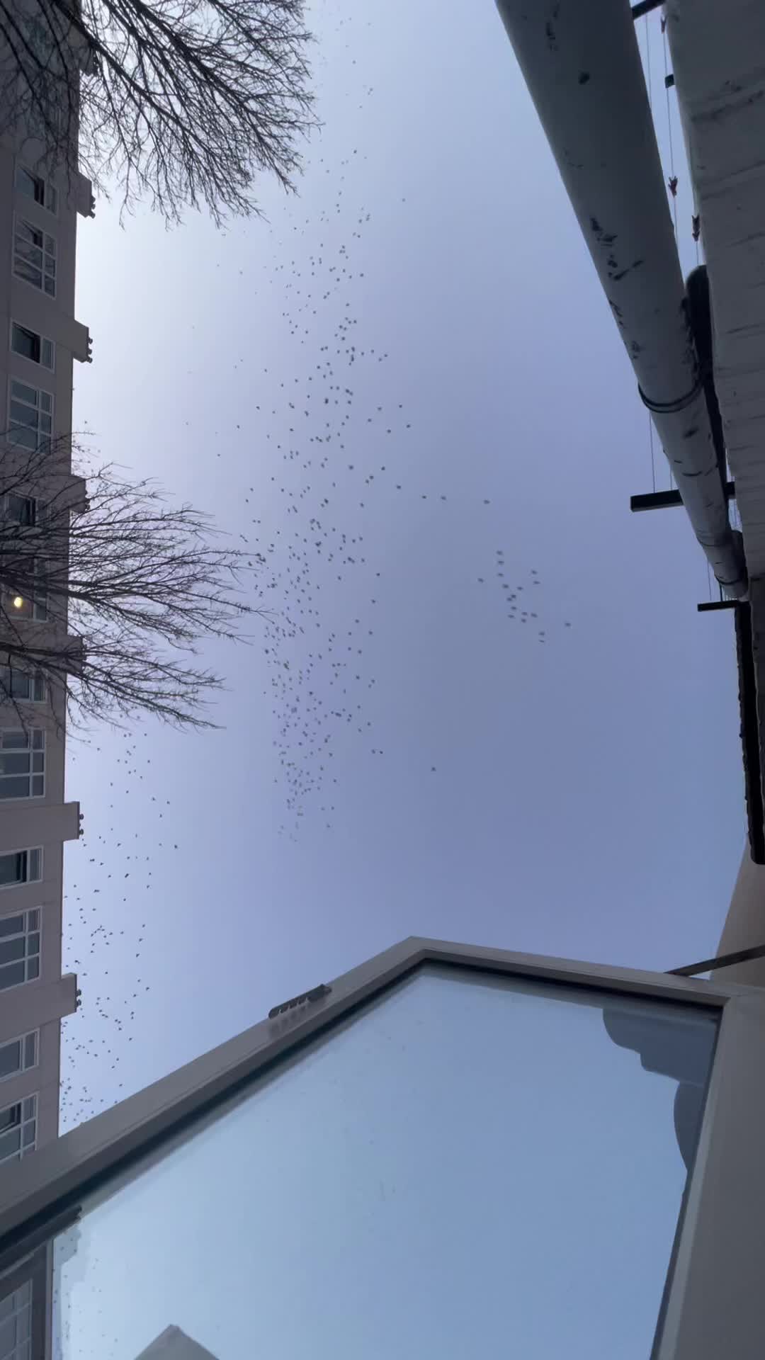 @la.petrinidad