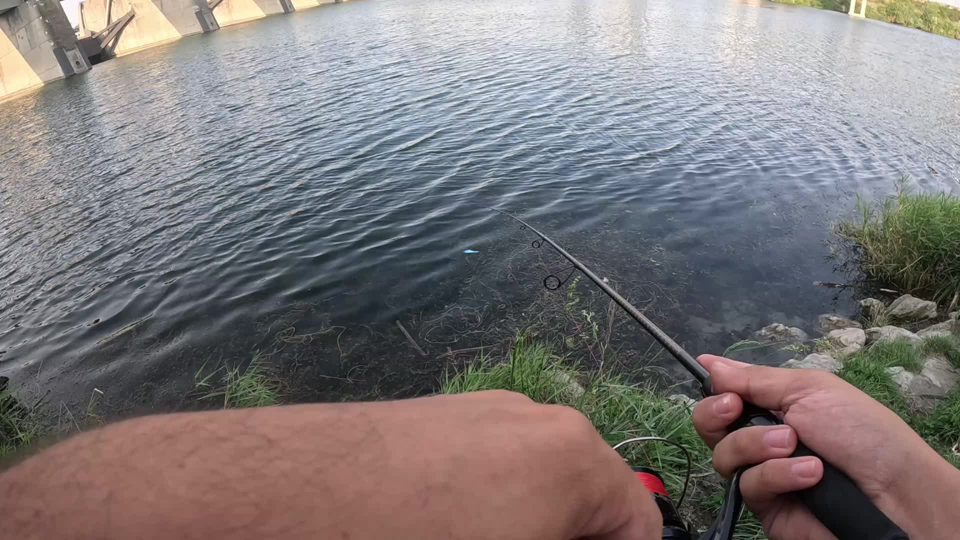@ViennaDsFishing