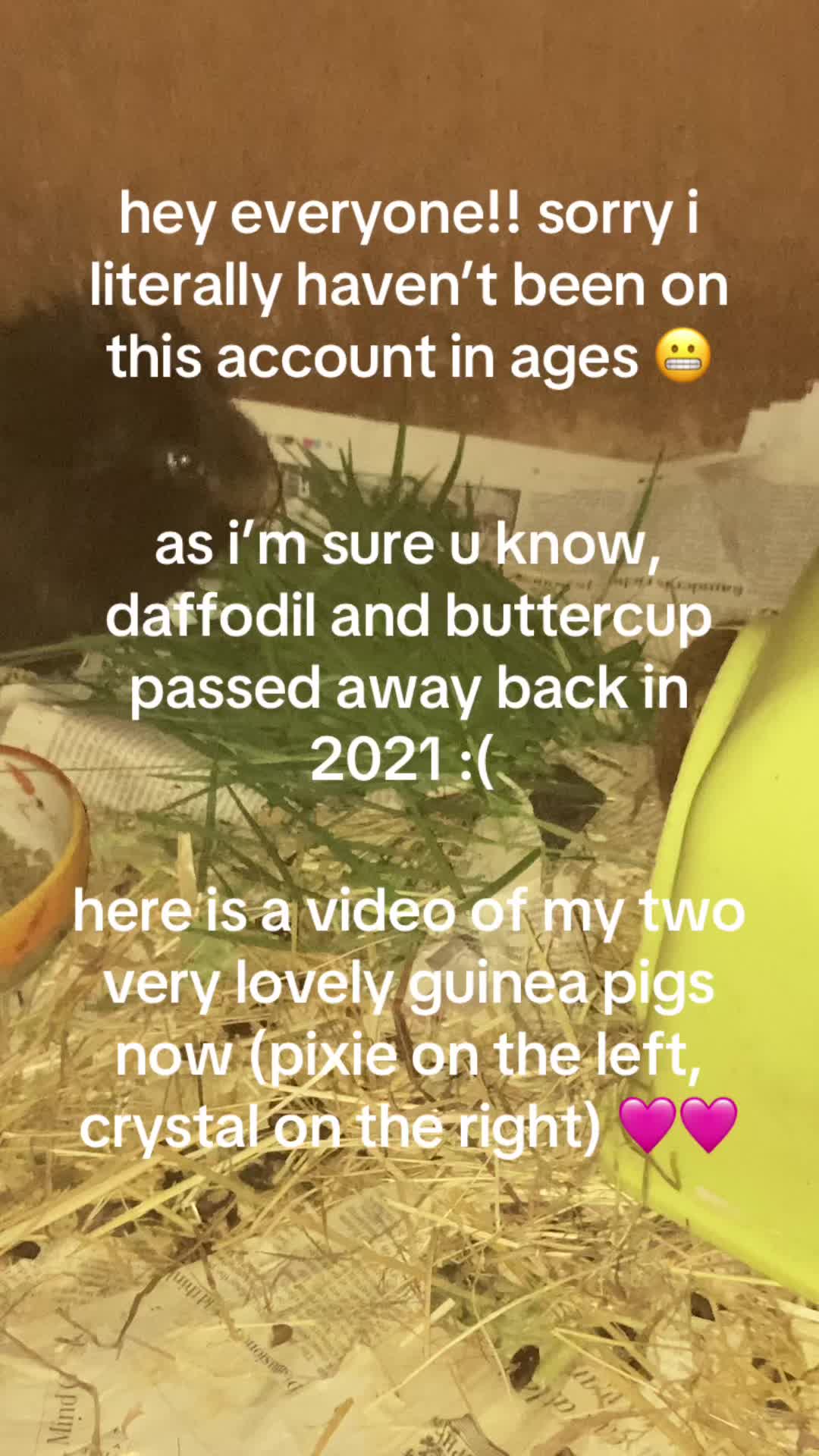@Guinea pig tricks 🐹👍