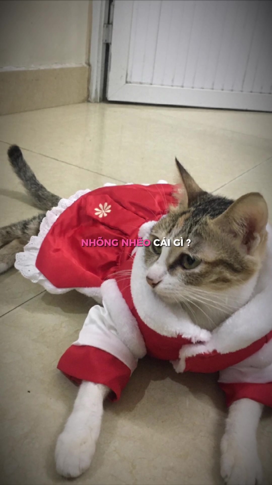 @t là pate🐈