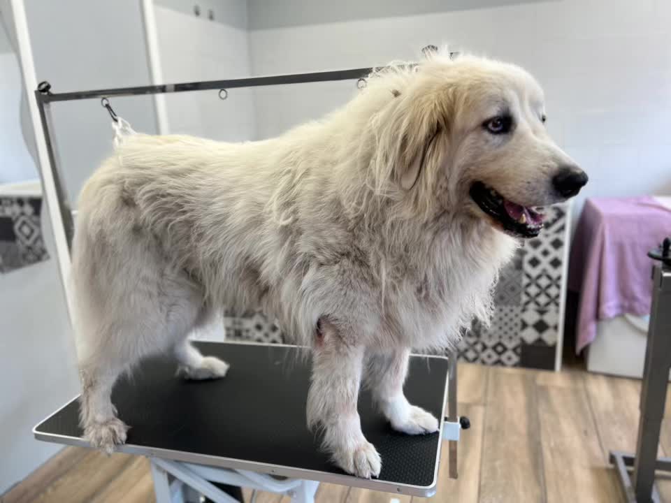 @Groomer ✃ 76
