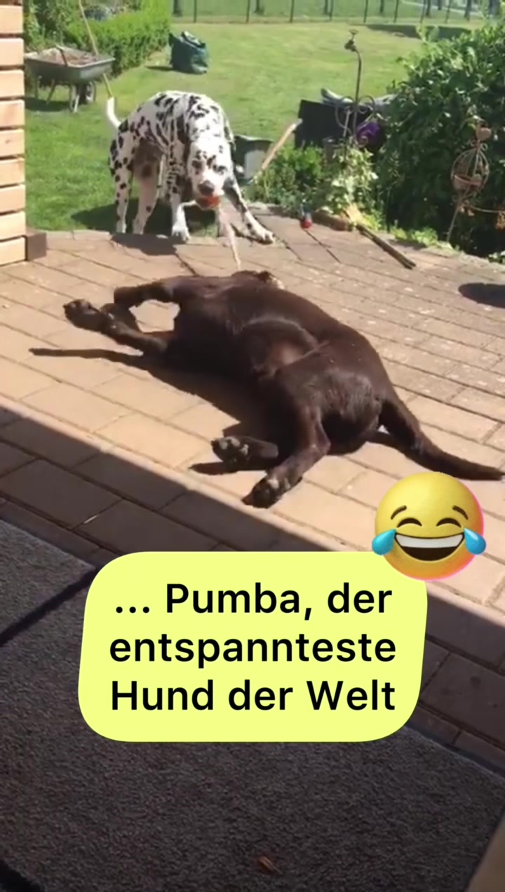 @Hundeurlaub.de
