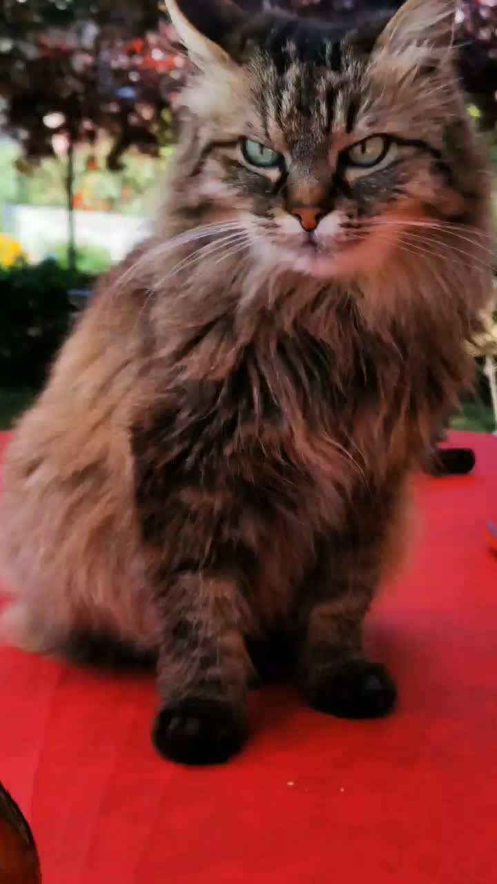 @chat 🐱🐱🐱🐈🐈