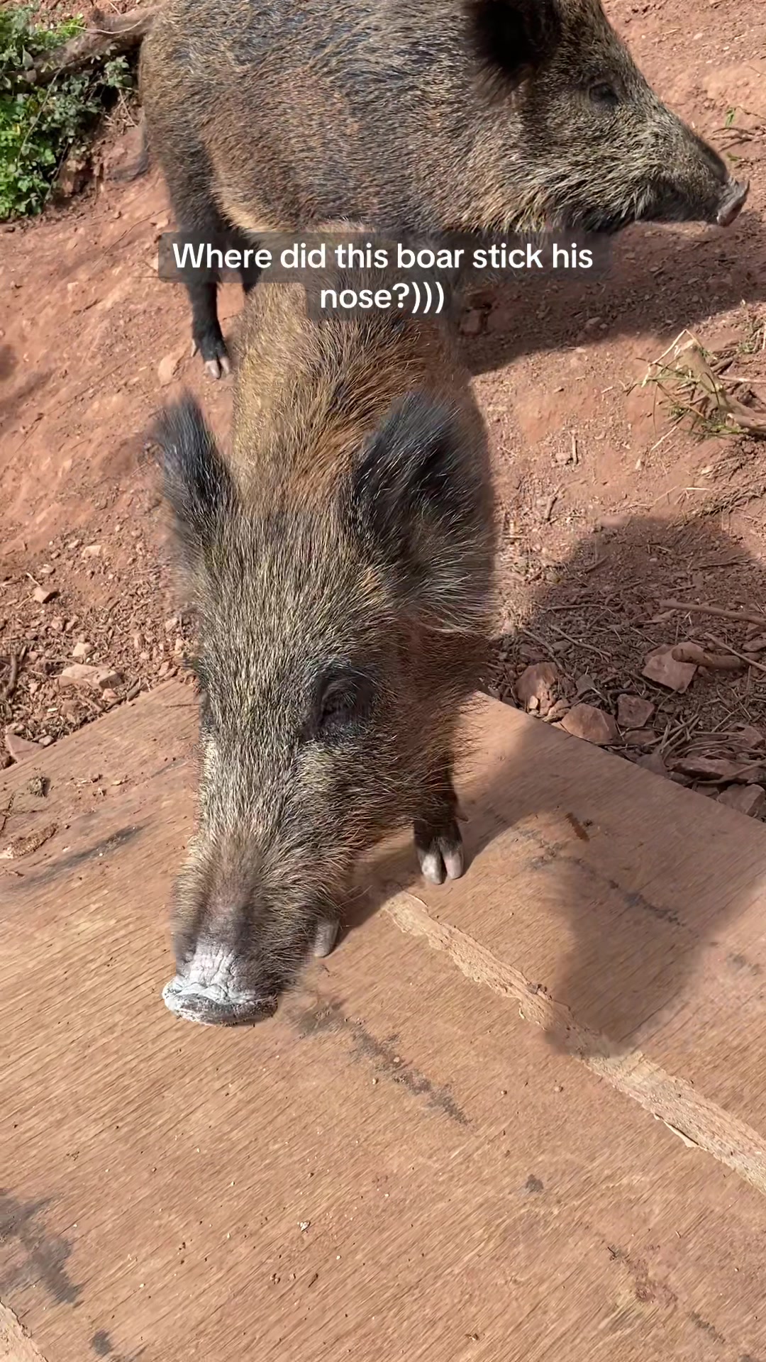 @Cute Boars