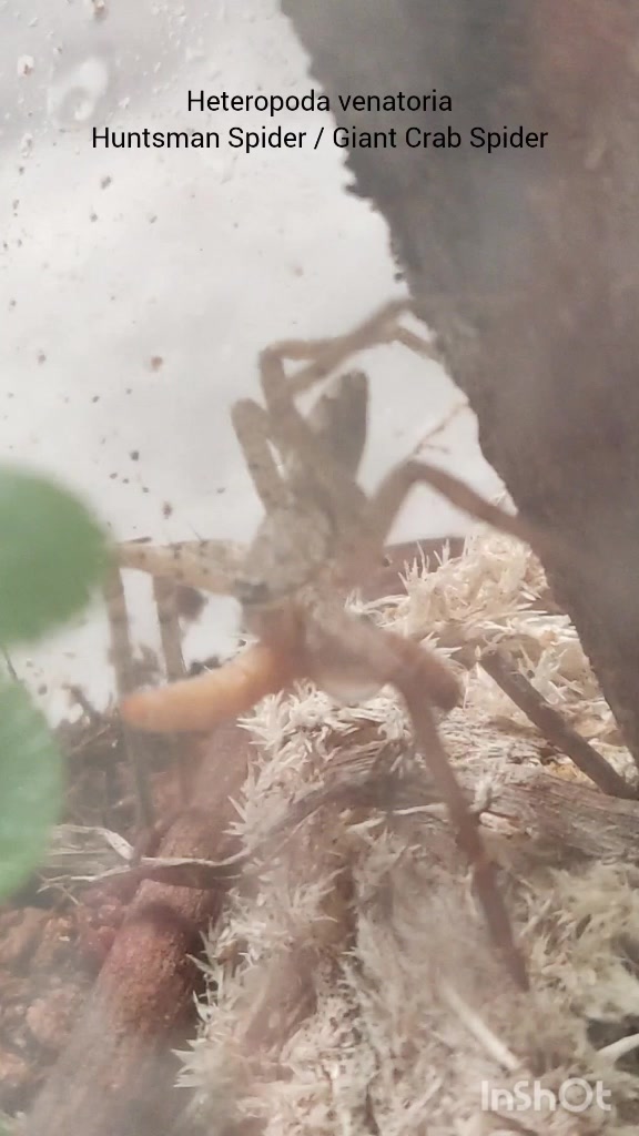 @Inverts.Exotics