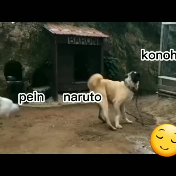 @sakuhina×memomory atena lendas