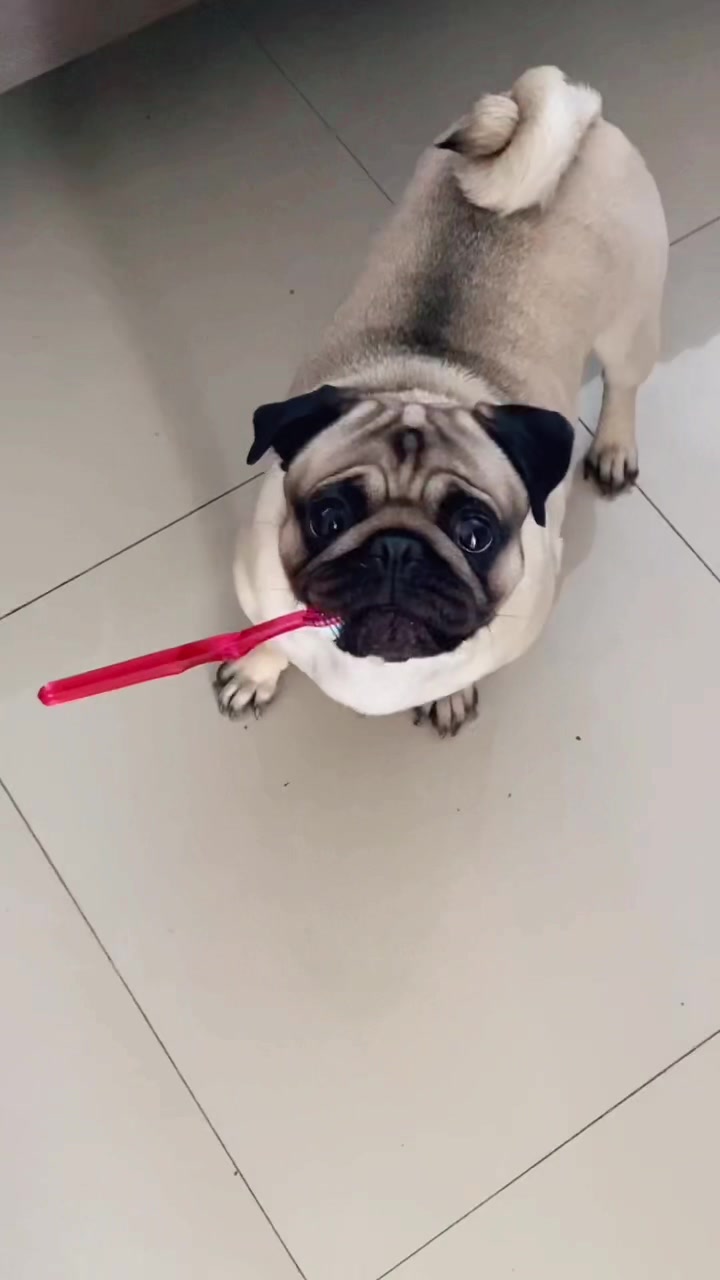 @Moka_lapug