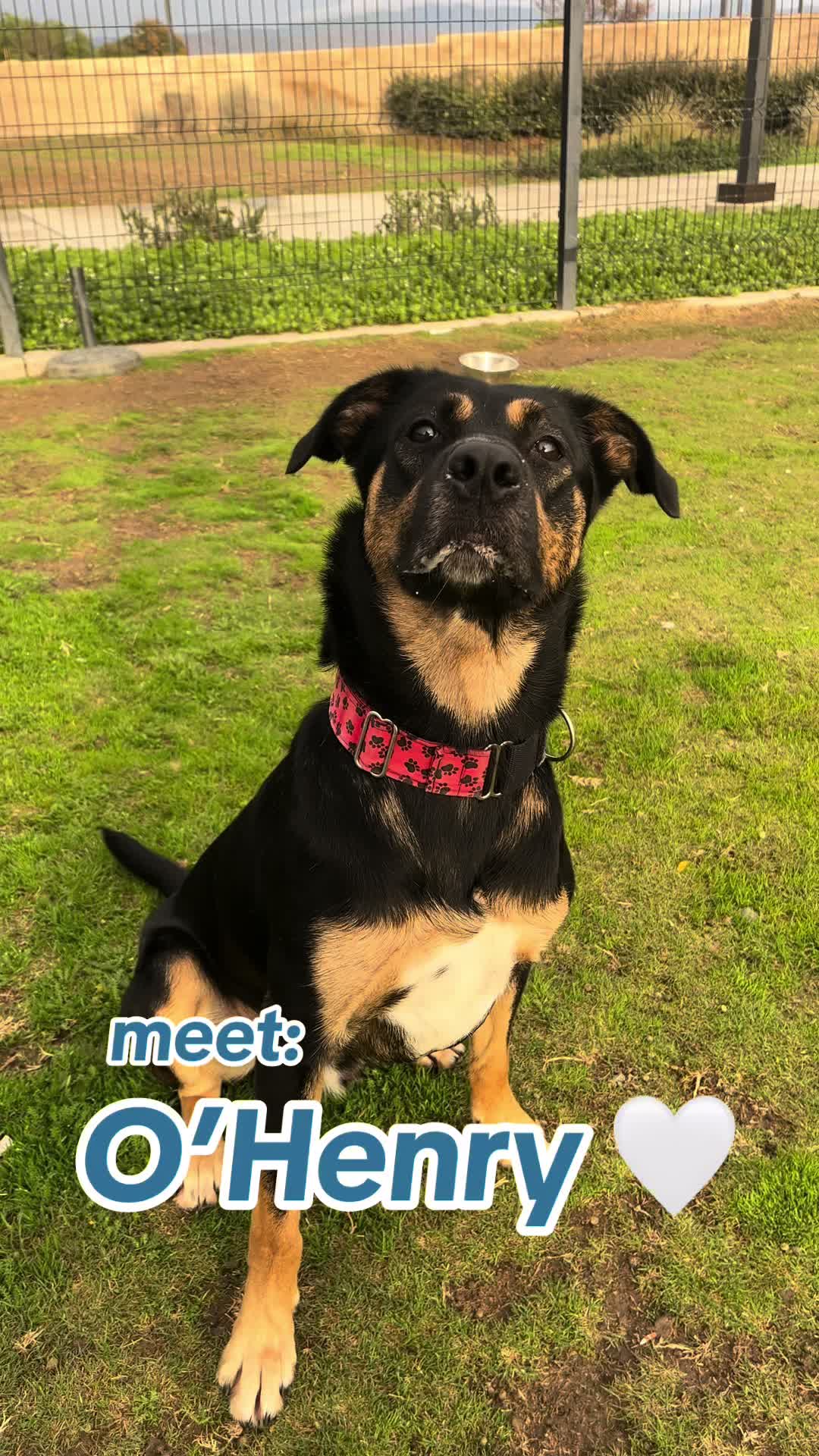 @OC Animal Shelter