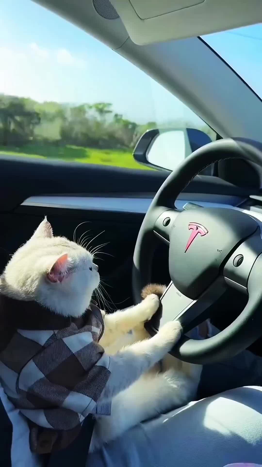 @Mr.Cat
