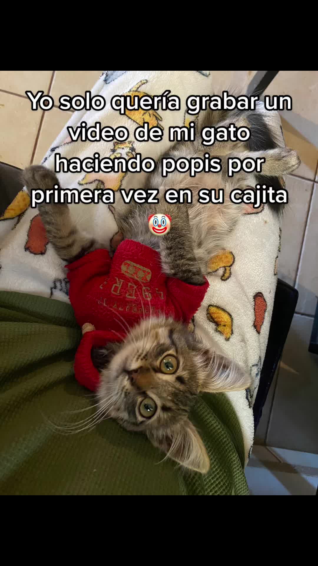 @kitkat