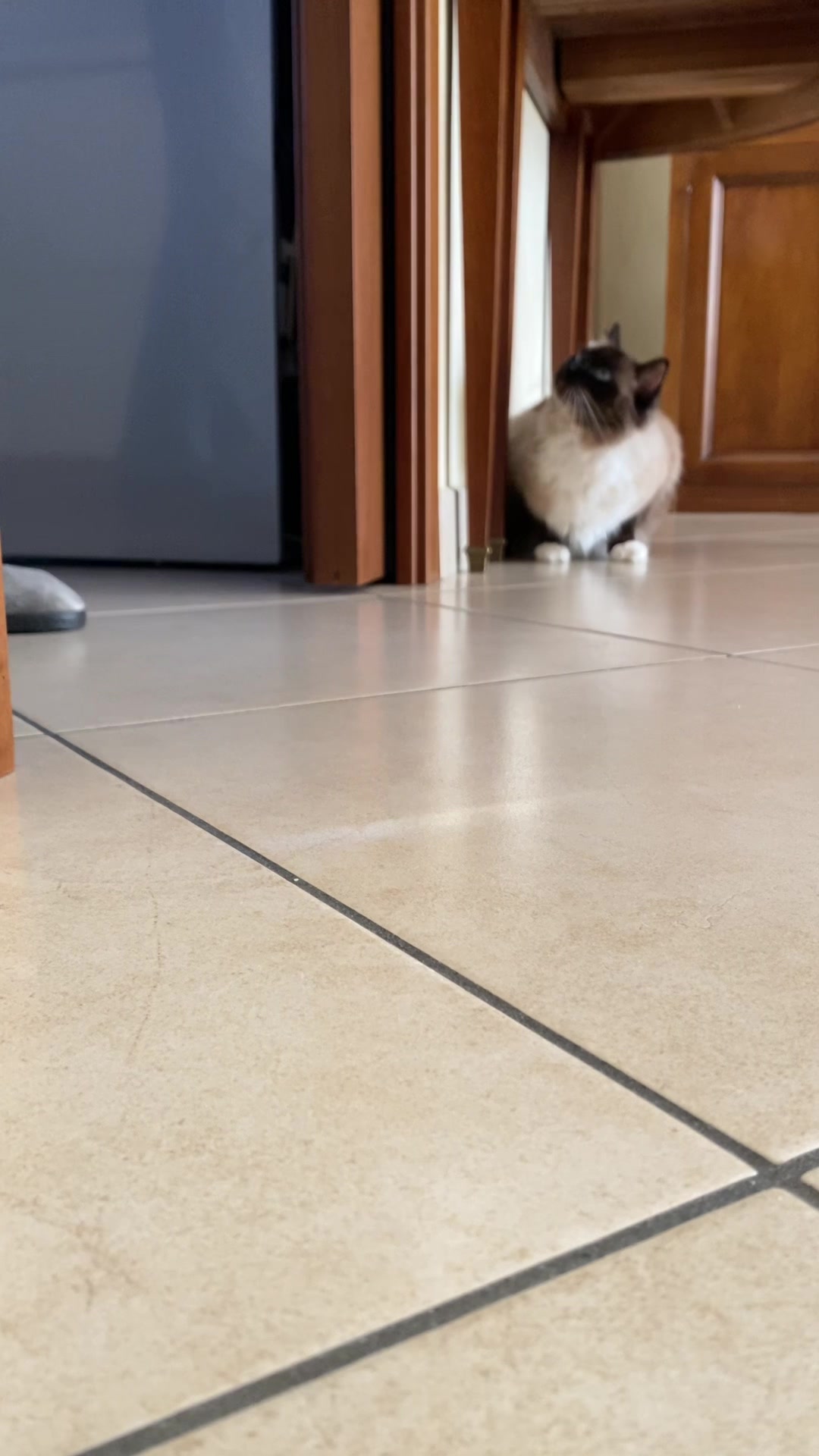 @Ren the Ragdoll Cat