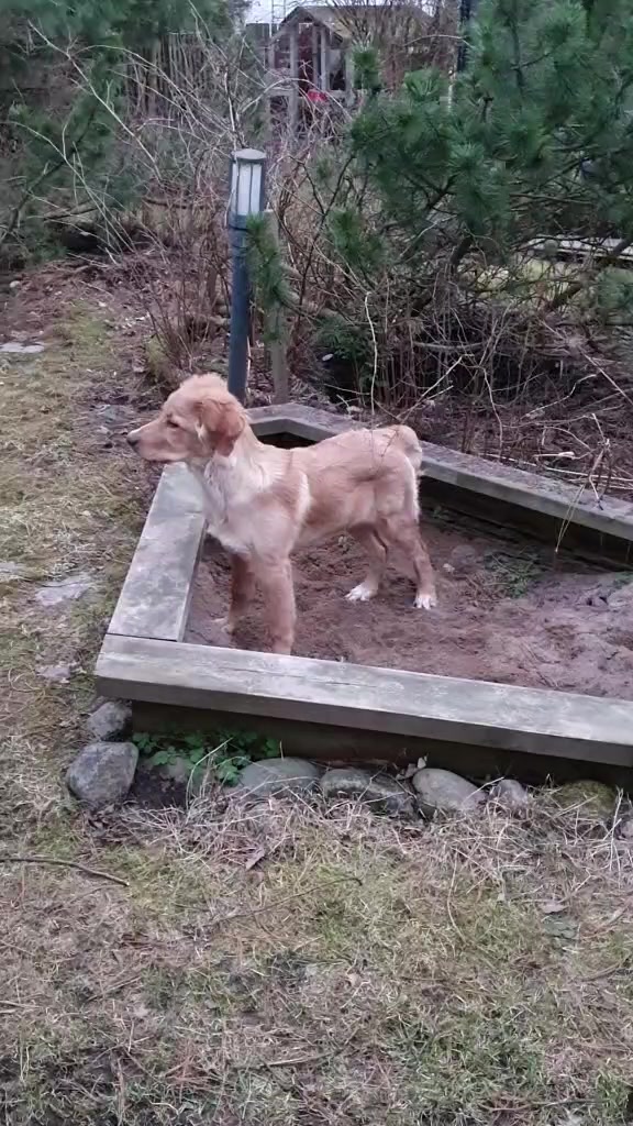 @Hilda the hoffi🐶🐾