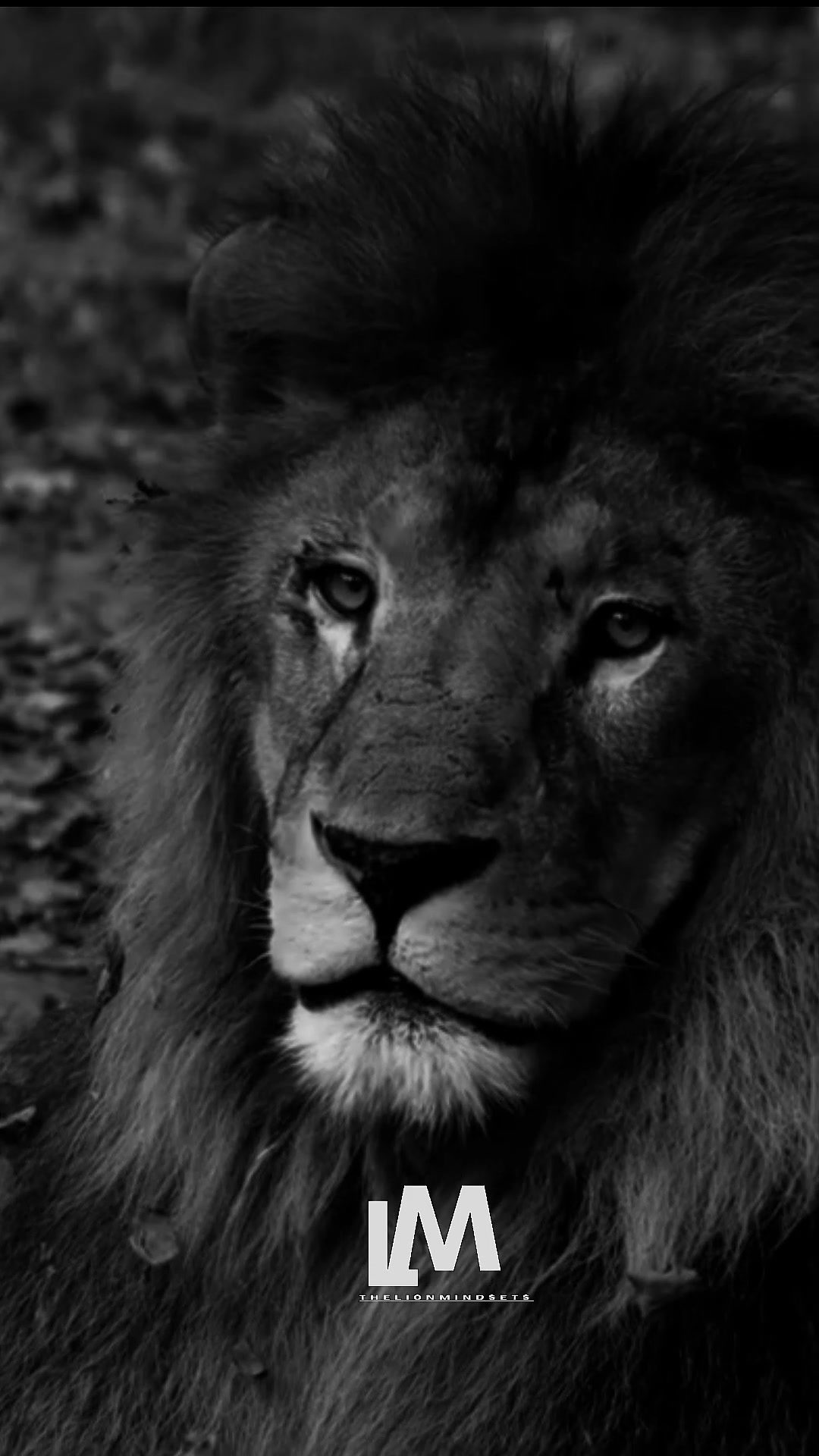 @the lion mindset