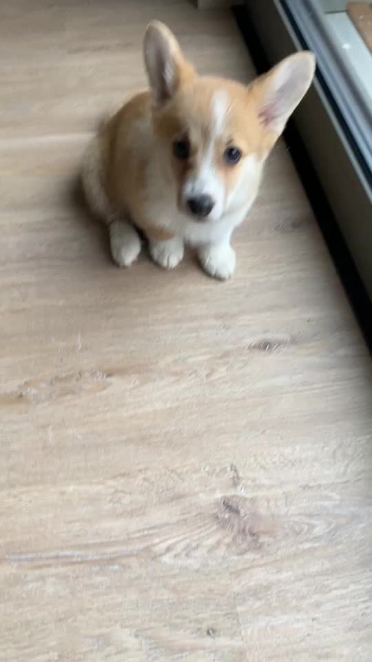 @jasminkathecorgi