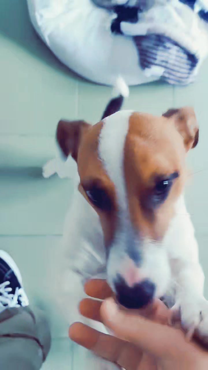 @Opie and Jax 🧡