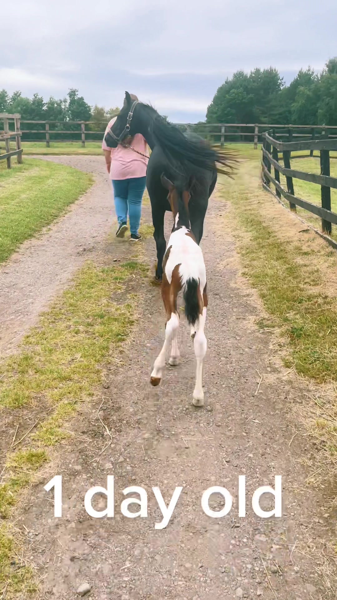 @SummerMoor Miniature horses