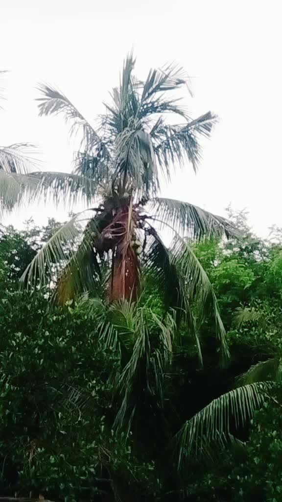 @Rupsa Samanta