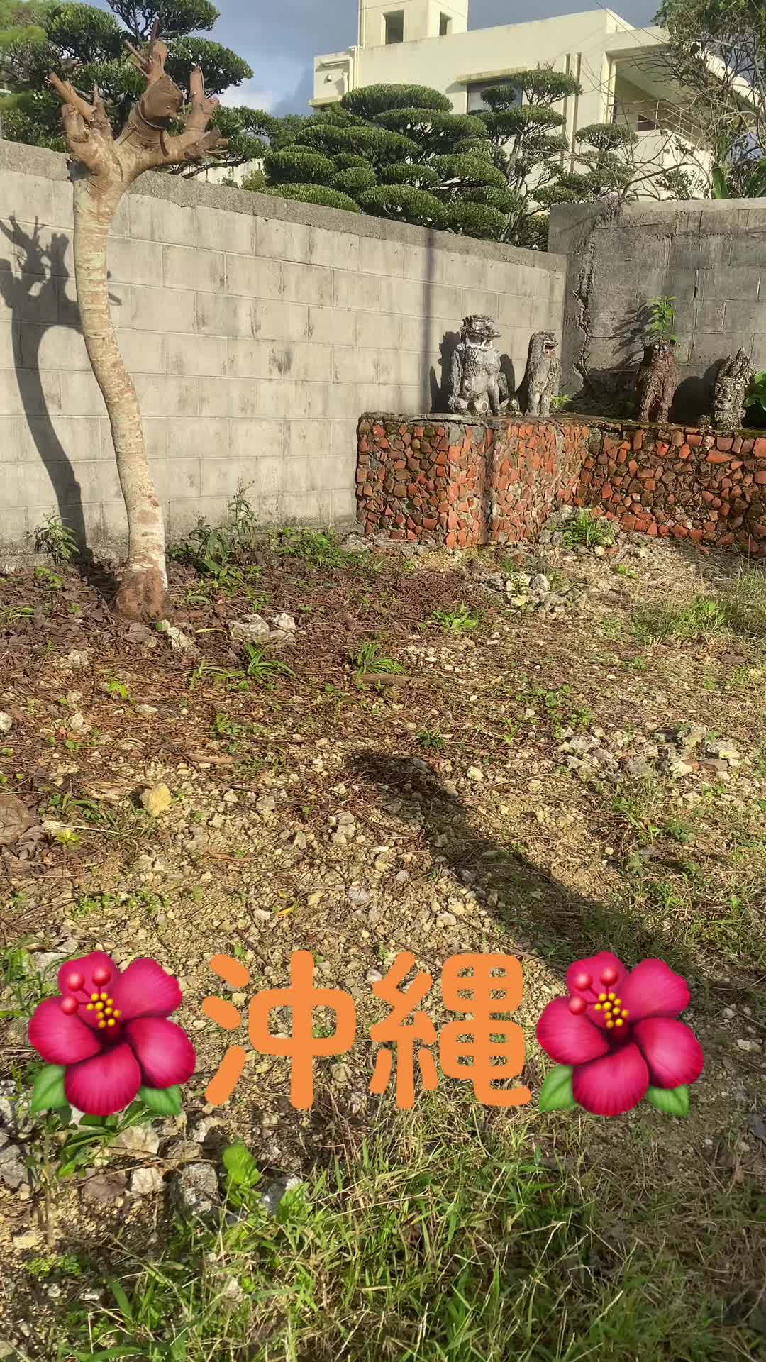 @🌼mami🌸世界が平和に🕊